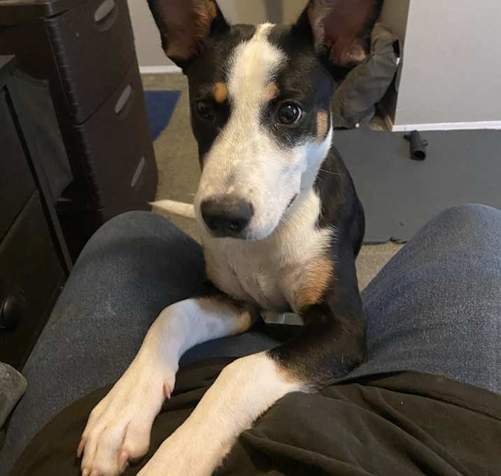 Photo of Ace