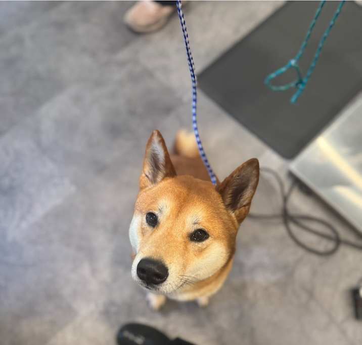 Photo of Ying