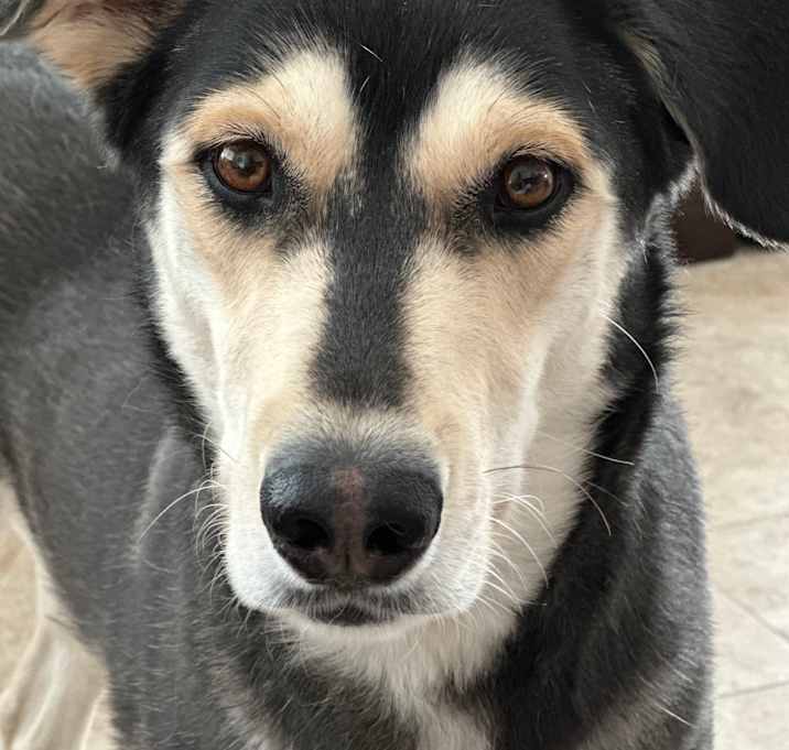 Photo of Bella