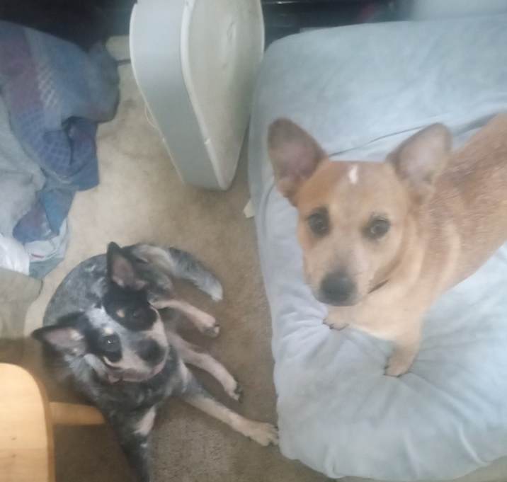 Photo of I have 2 Izzy and Reba