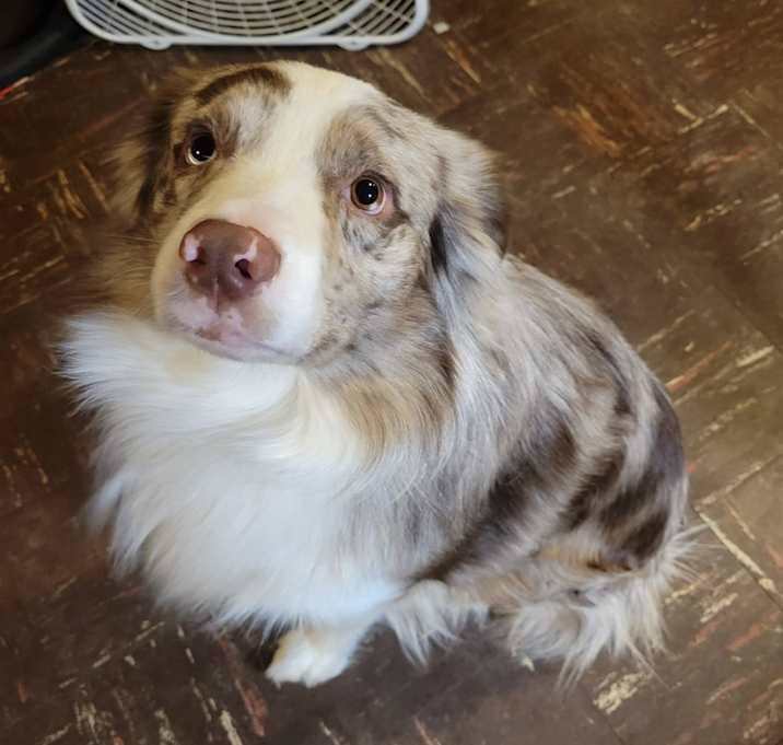 Photo of Chop