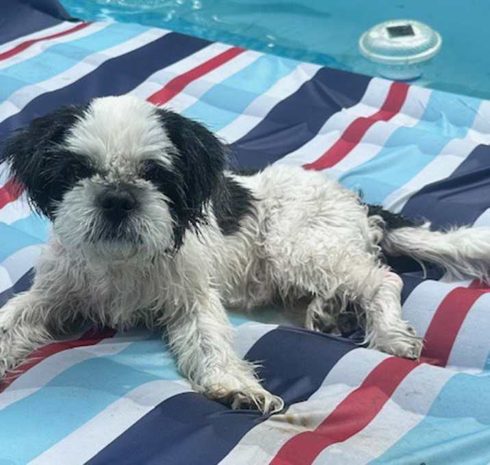 Photo of Doggo