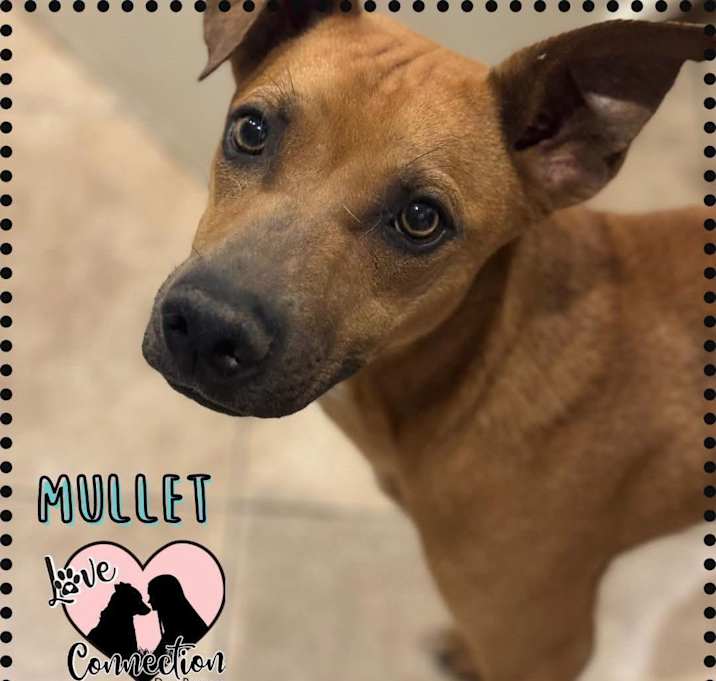 Photo of Mullet
