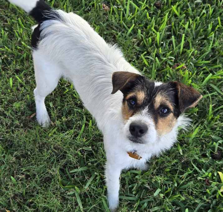 Photo of Dixie in Sulphur