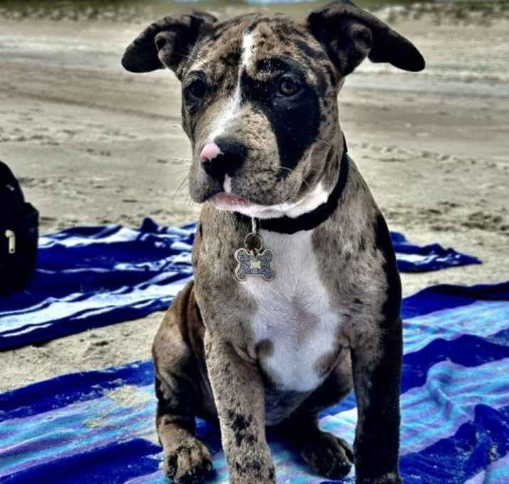 Photo of Callie