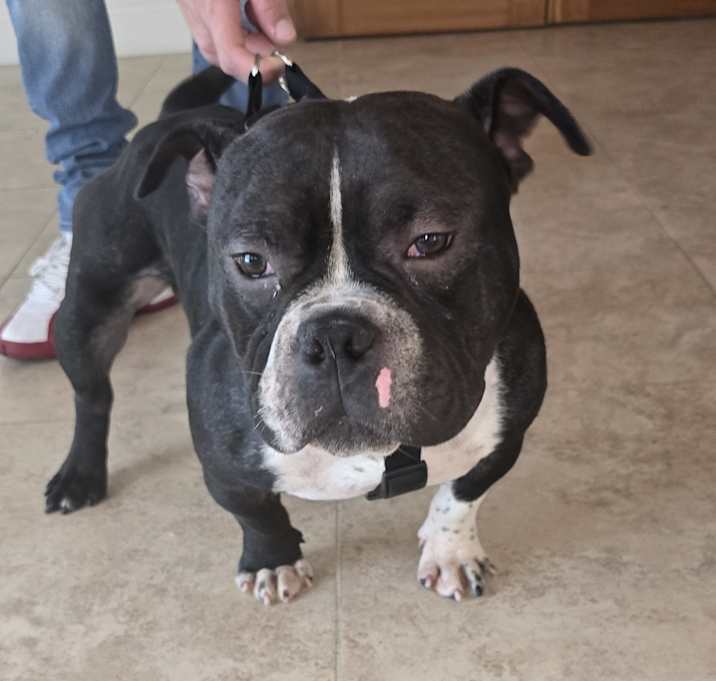 Photo of Domino