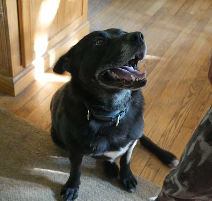 Photo of Shiloh