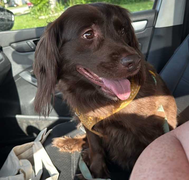 Photo of Dixie
