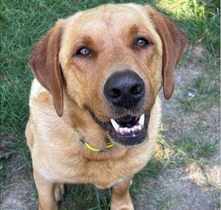 Photo of Ace