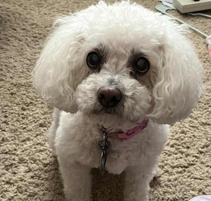 Photo of Daisy