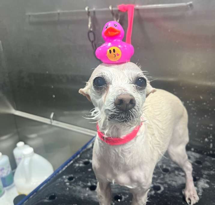 Photo of Pinky