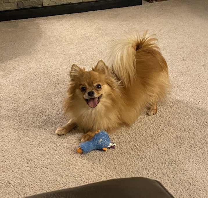 Photo of Pootie