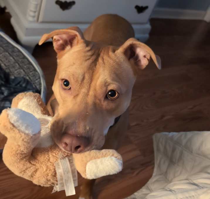 Photo of Biscuit
