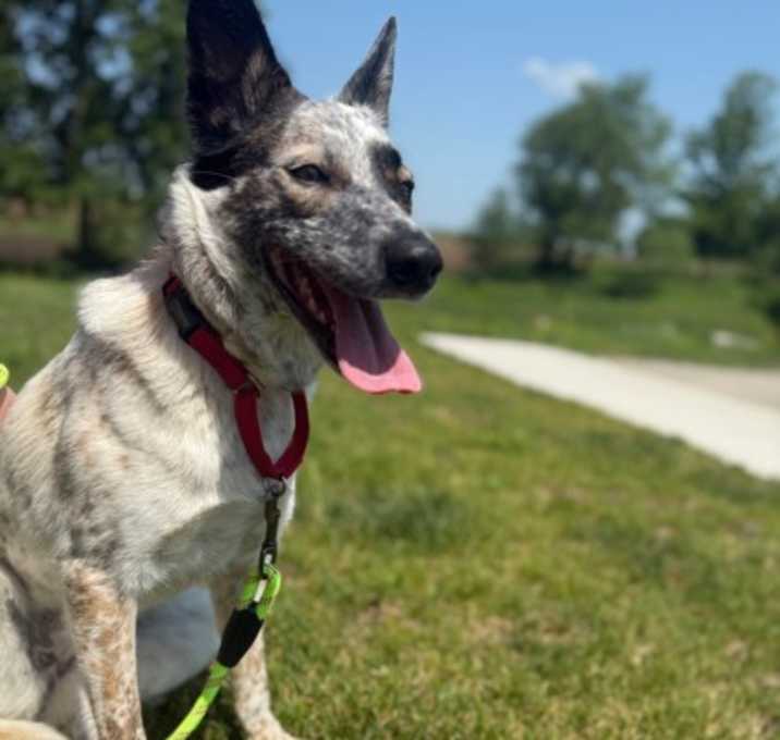 Photo of Millie