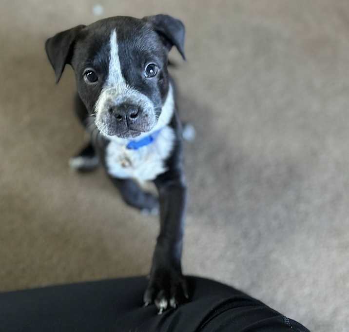 Photo of Spade