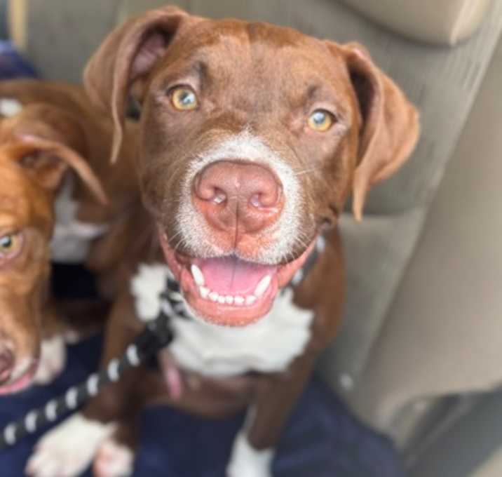 Photo of Alpha - IN FOSTER