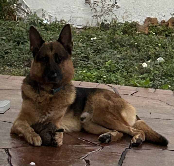 Photo of Rocco