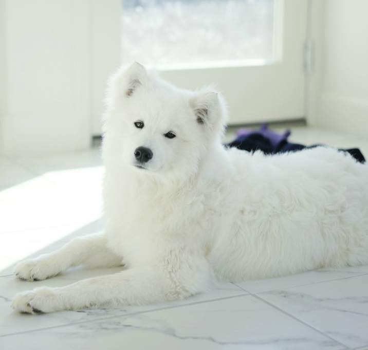 Photo of Mochi