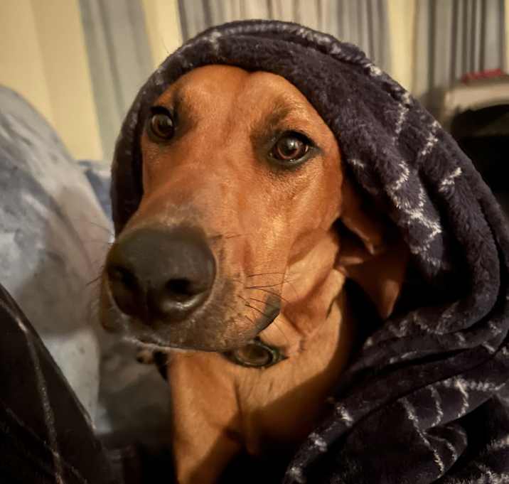 Photo of Henry