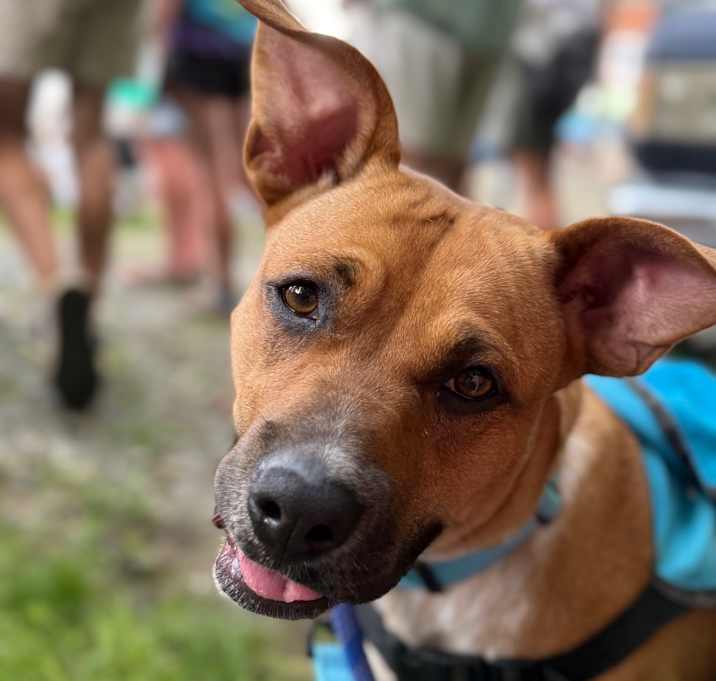Photo of Ginger