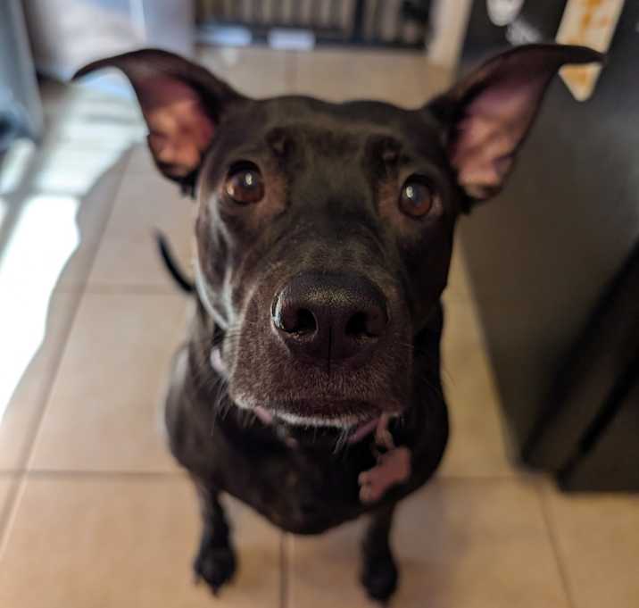 Photo of Callie