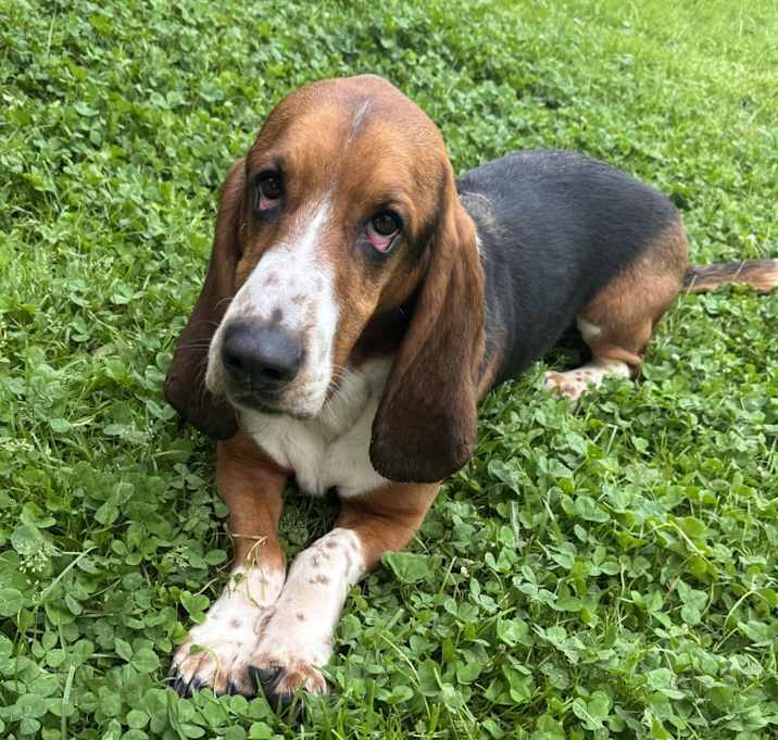 Photo of Baxter