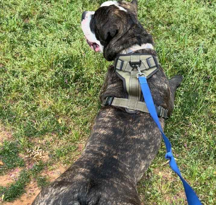 Photo of Atlas