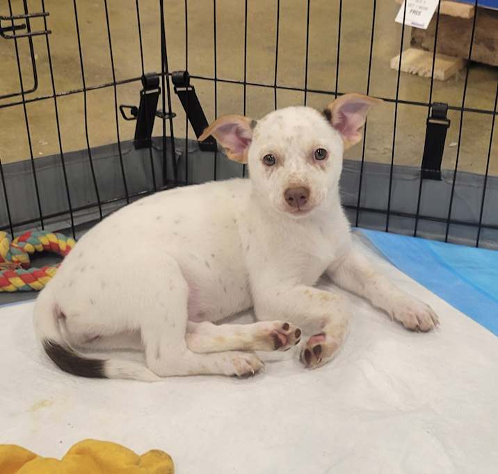 Photo of Willow