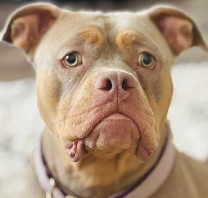 Photo of Nala