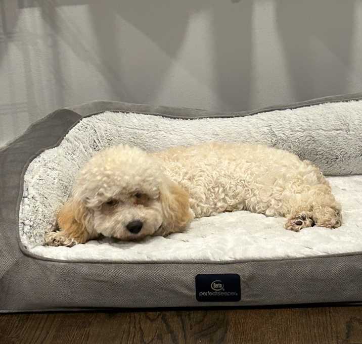Photo of Ollie