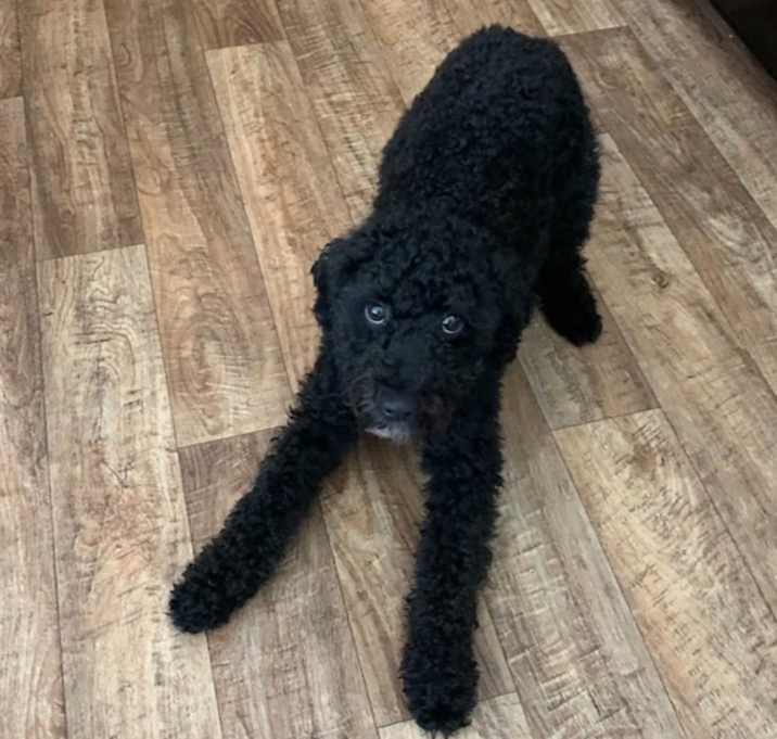 Photo of Shadow