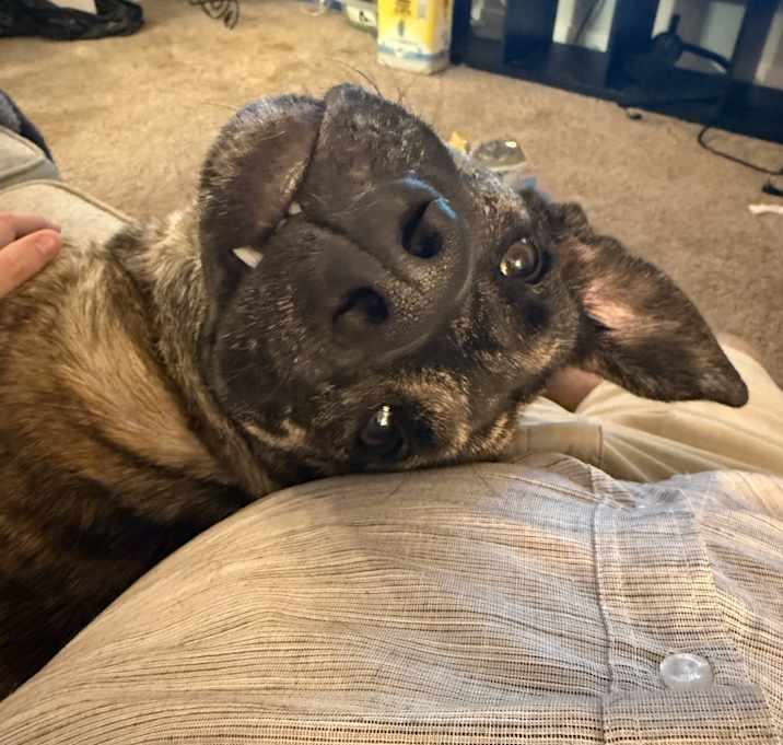 Photo of Ripley
