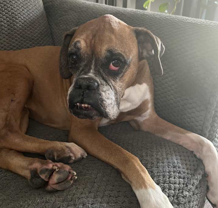 Photo of Shiloh