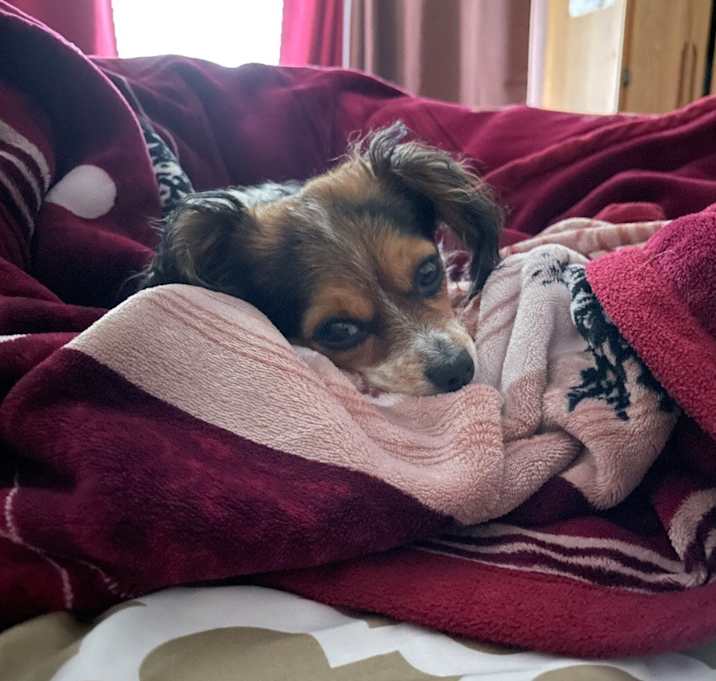 Photo of Pixie