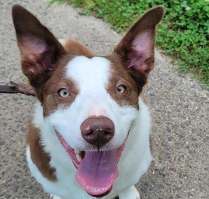 Photo of Loki - Smart Collie!
