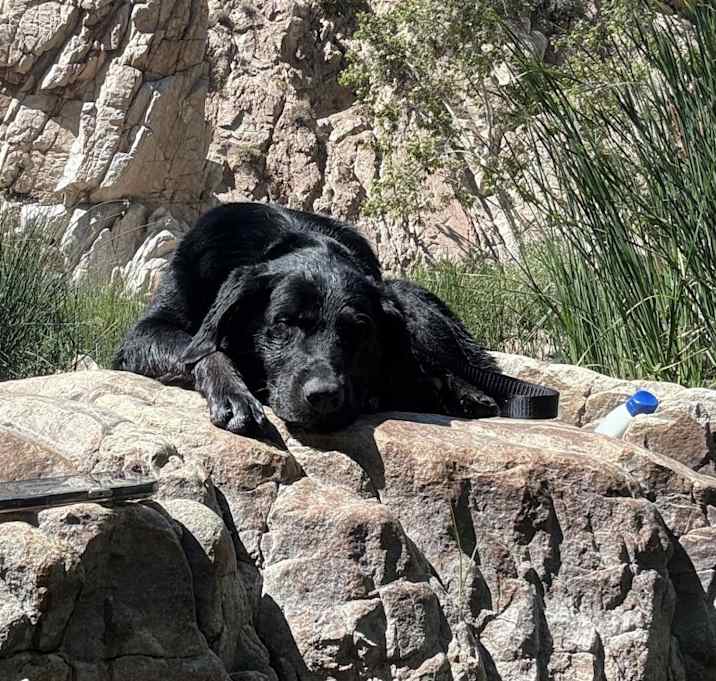 Photo of Buddy