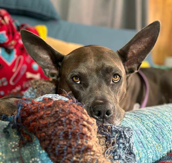 Photo of Dakota