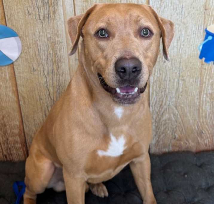 Photo of Simba