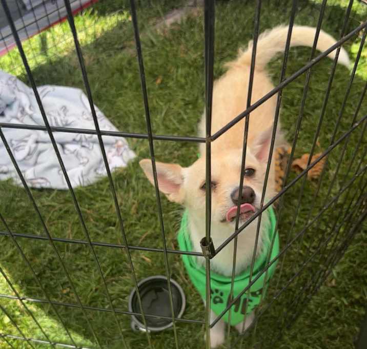 Photo of Dixie