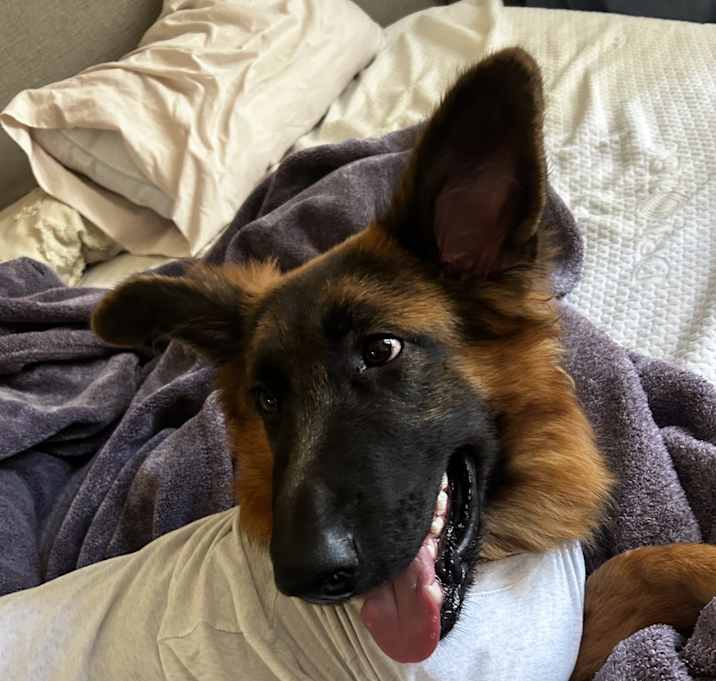 Photo of Bear
