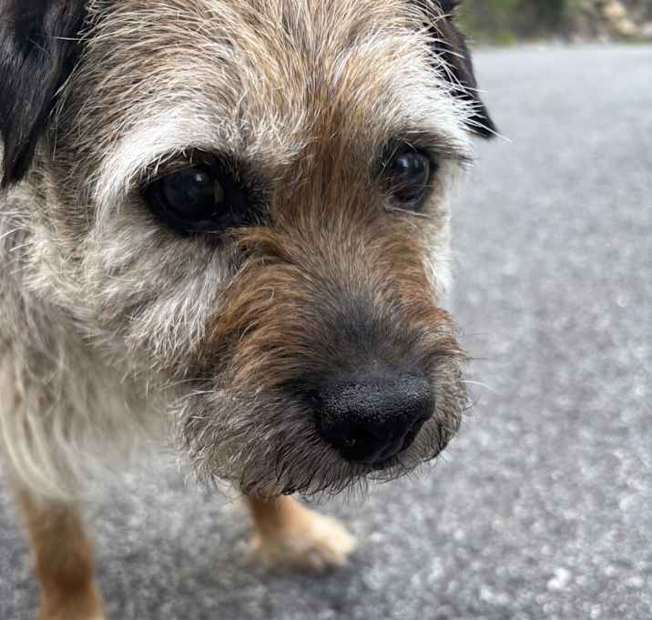 Photo of Bosco