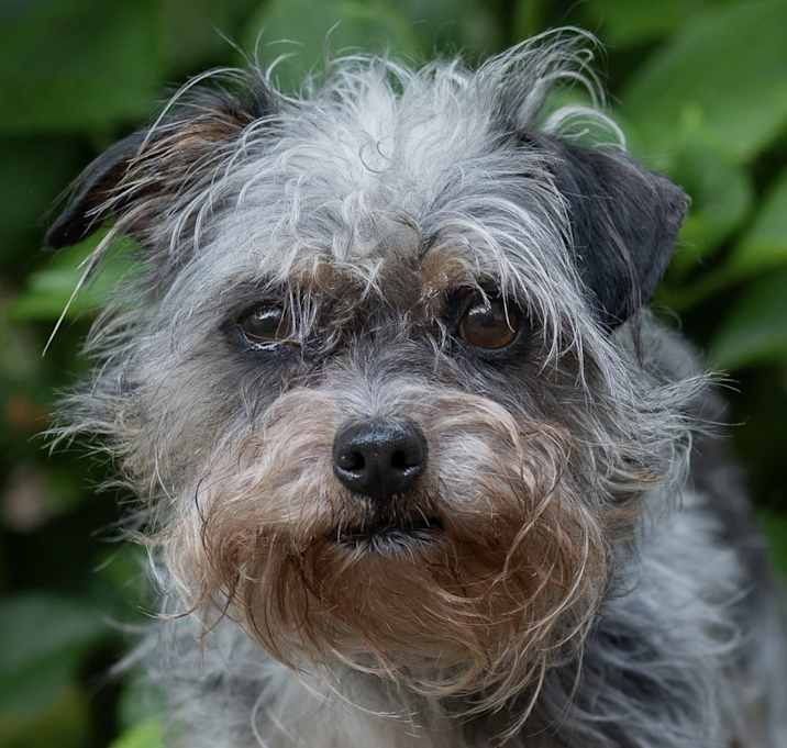 Photo of Sassy Samantha Yorkie Mix