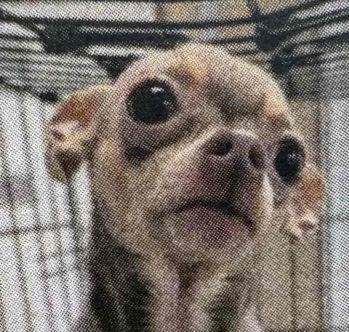 Photo of Lilac Lila Chihuahua