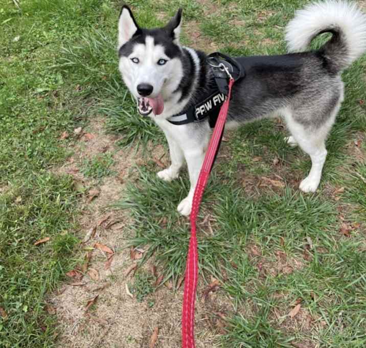 Photo of Loki