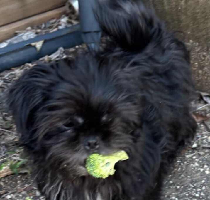 Photo of Charlie