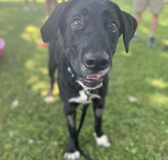 Photo of Juno