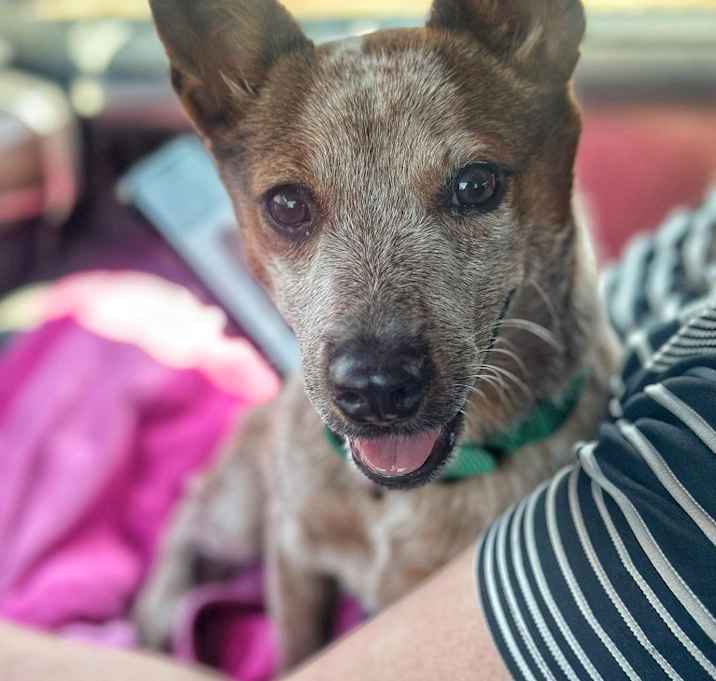 Photo of Bambi