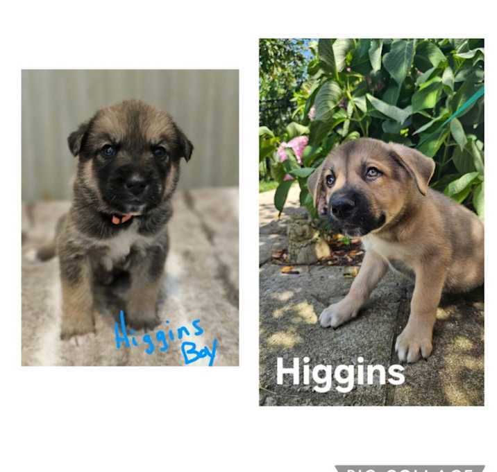 Photo of Higgins