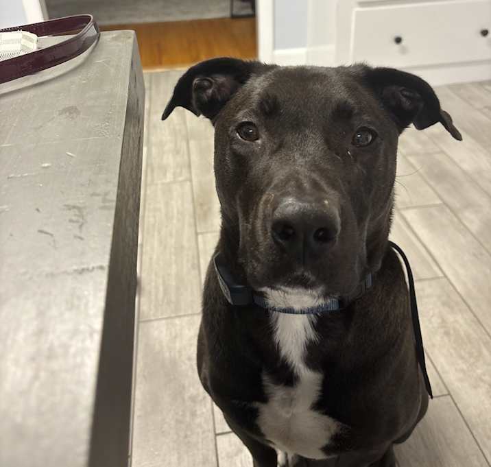 Photo of Maverick