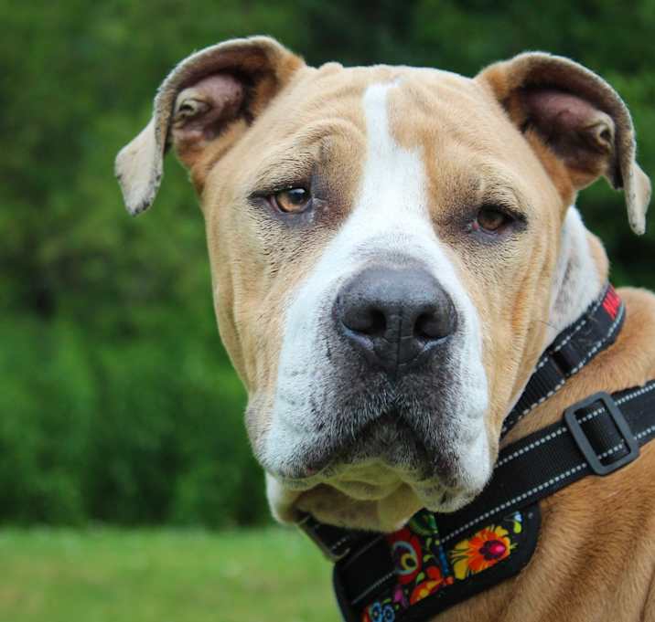 Photo of Nala